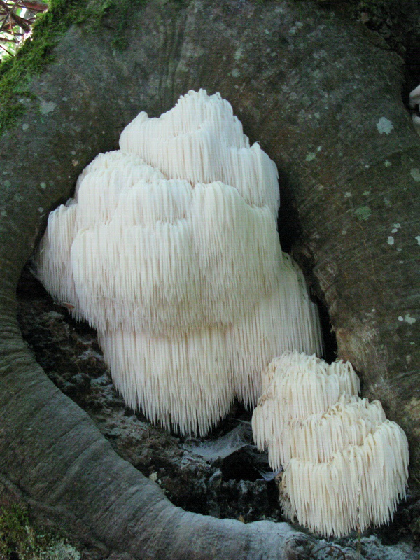 Hericium erinaceum